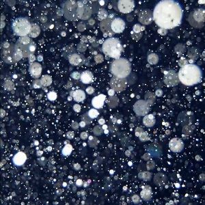 Meet your Posher, Ci